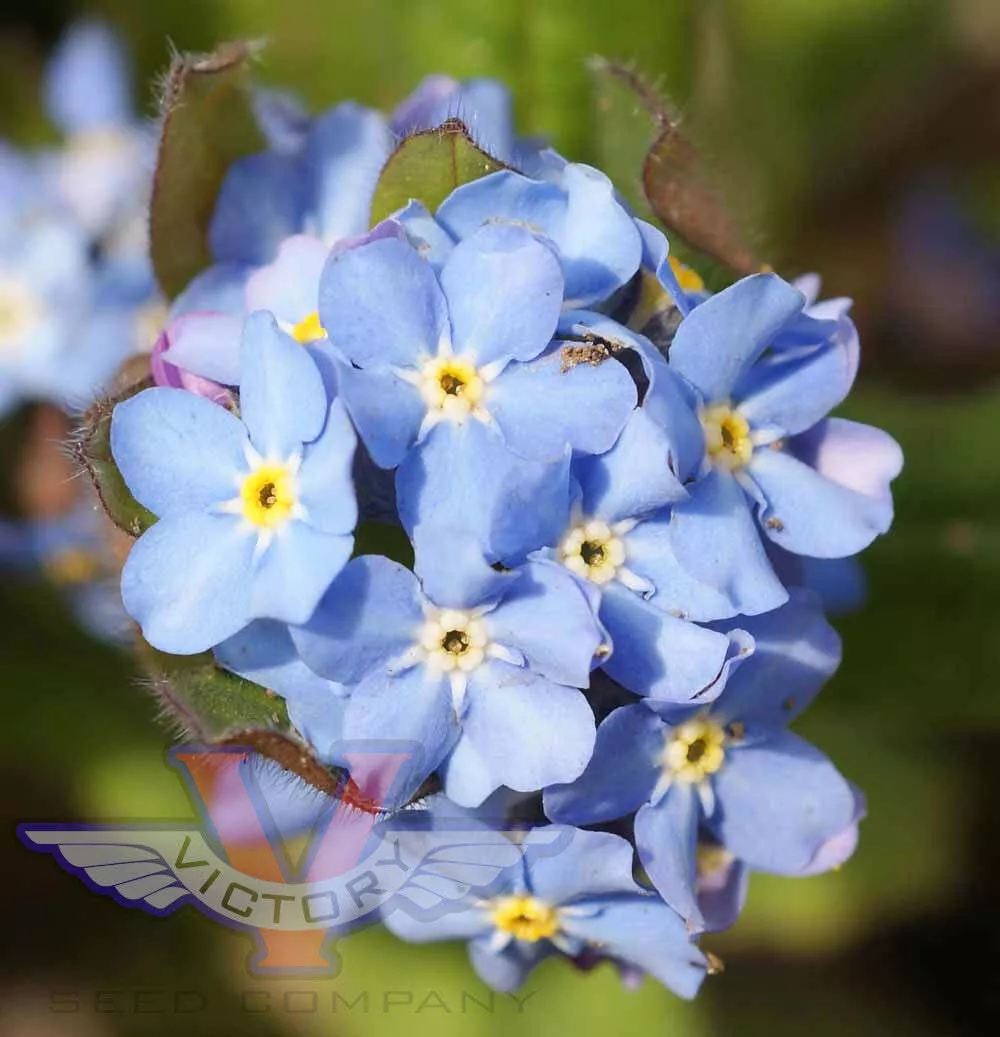 Forget-Me-Nots