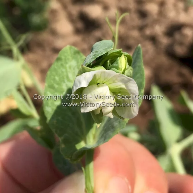 Dwarf White Sugar Snow Pea