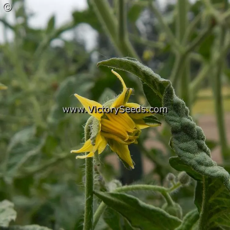 Dwarf Big Valentine Tomato