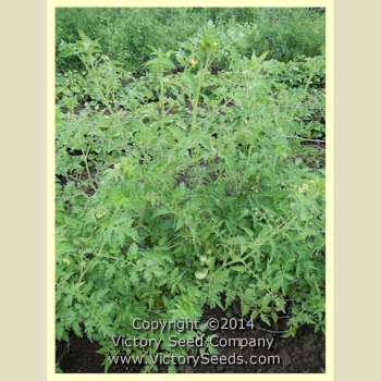 Early Detroit No. 17 Tomato