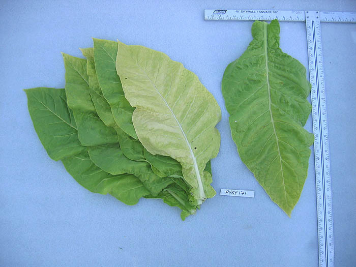 PYKY 171 Tobacco