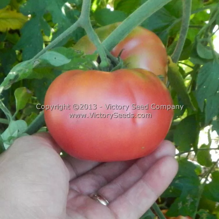 New King Tomato