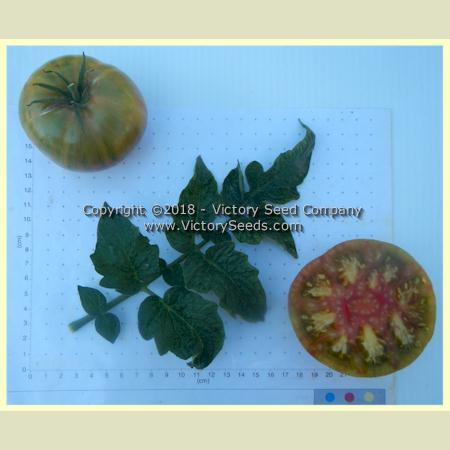 Dwarf Peppermint Stripes Tomato