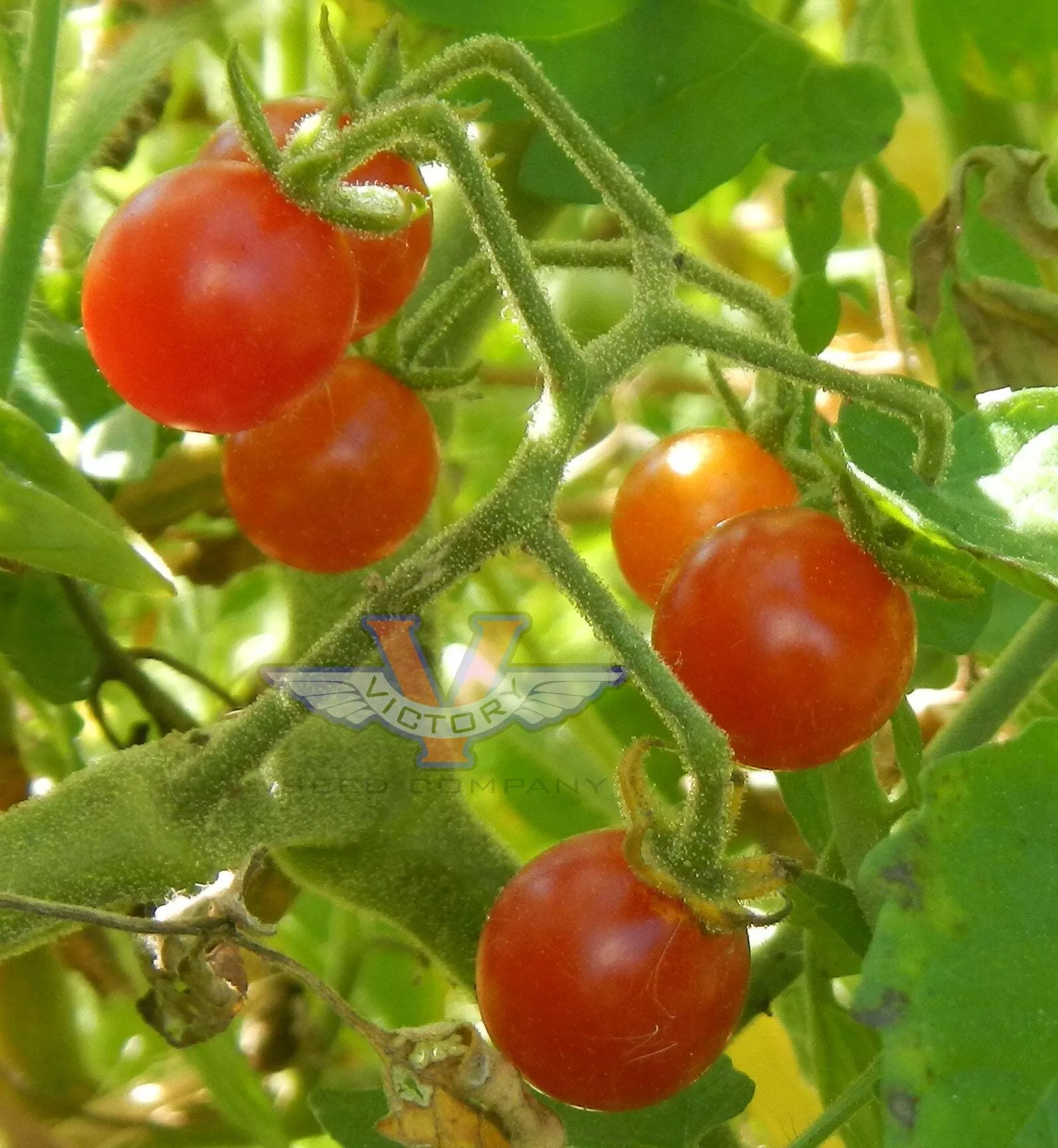Mexico Midget Tomato