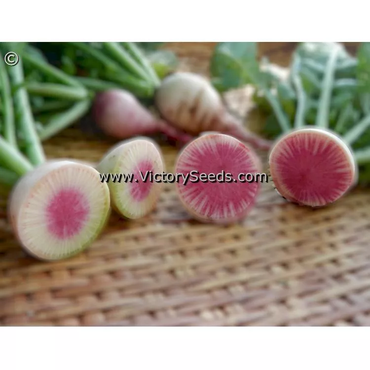 Watermelon Radish