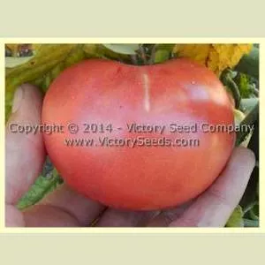 Rozovyi Izumnyi Tomato