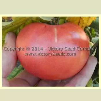 Rozovyi Izumnyi Tomato