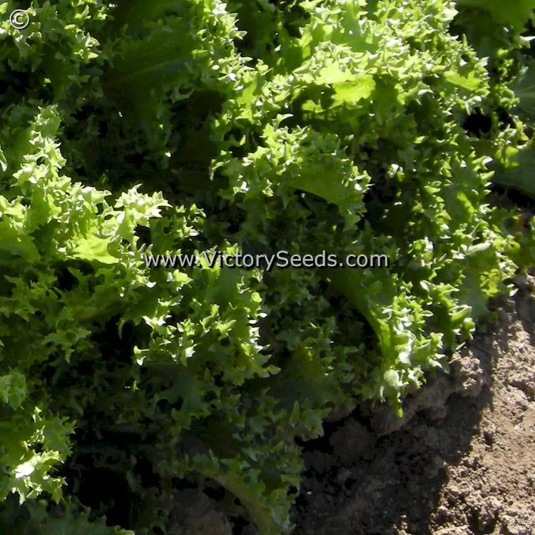 Green Curled Ruffec Endive