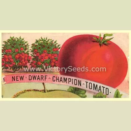 Dwarf Champion Tomato