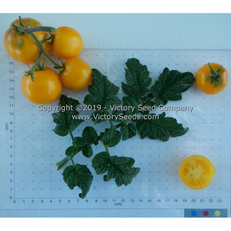 Dwarf Moby's Cherry Tomato