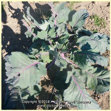 Blue Delicatesse Kohlrabi