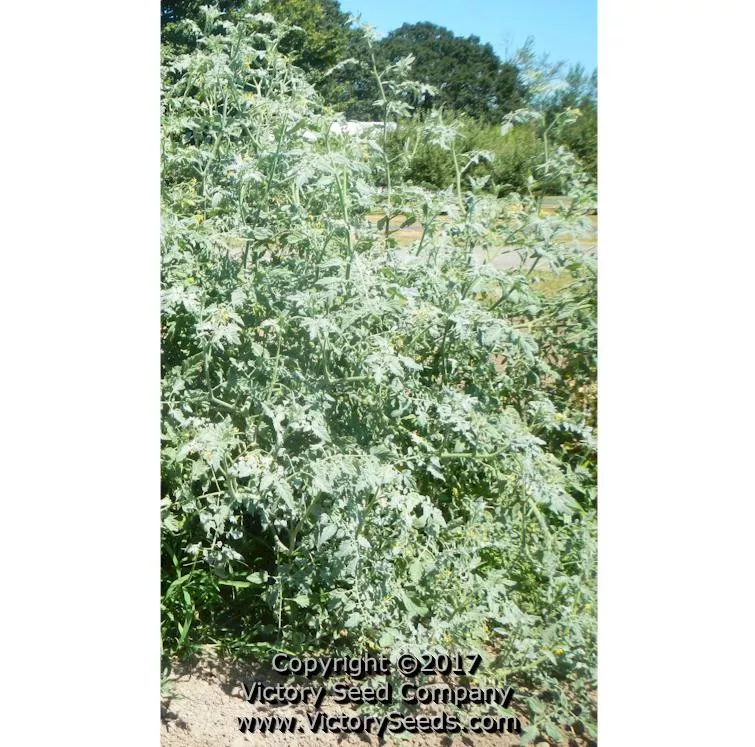 Velvet Red Tomato