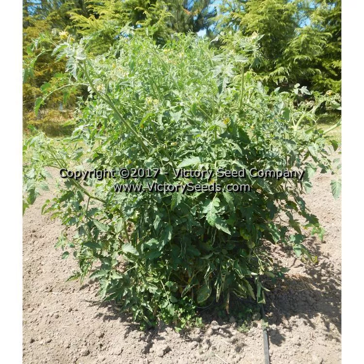 Halladay's Mortgage Lifter Tomato