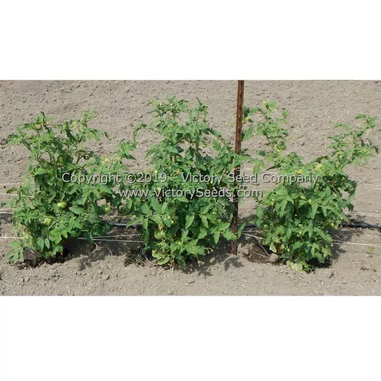 Waverley Tomato