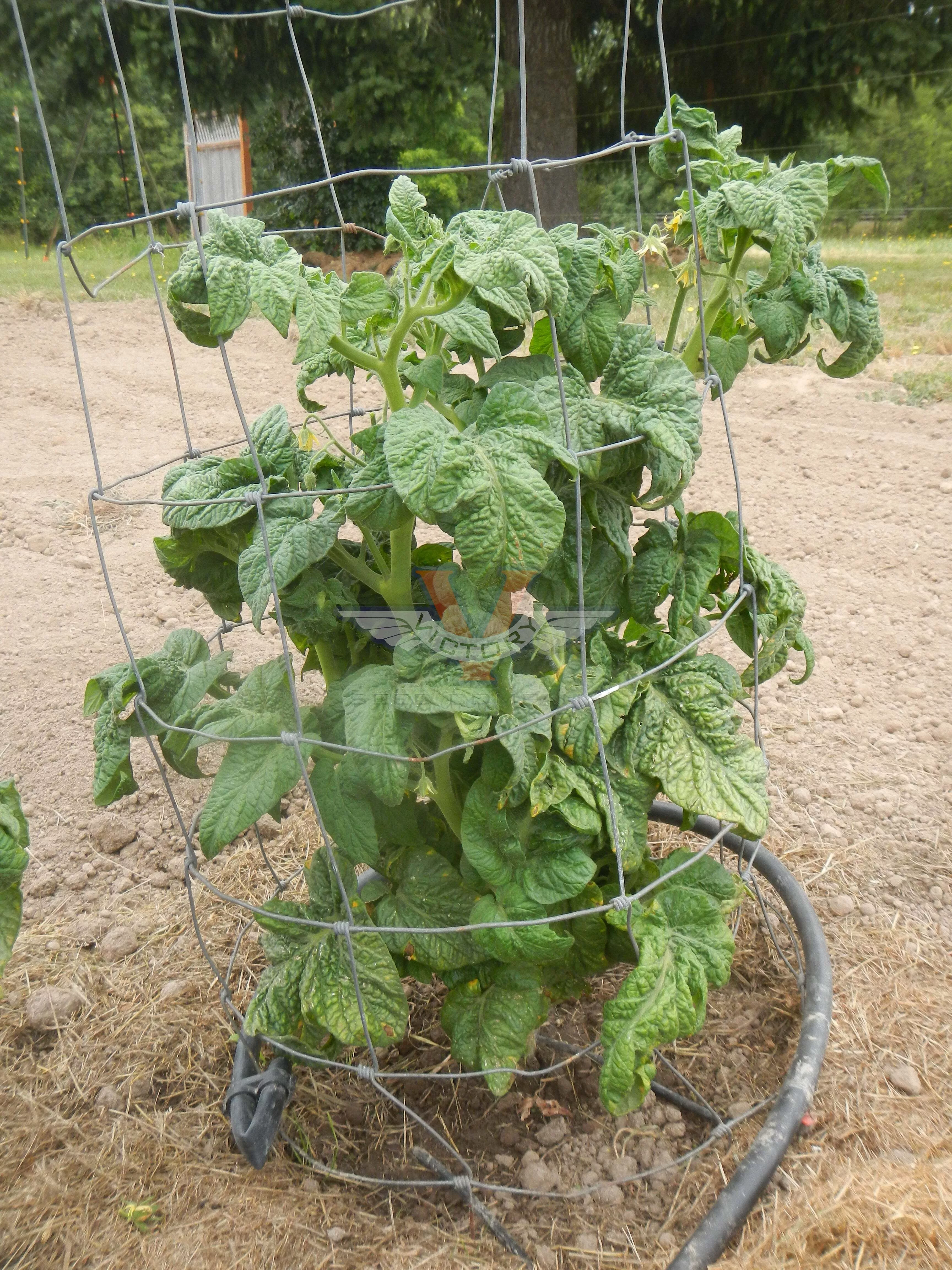 Dwarf Harmonic Convergence Tomato
