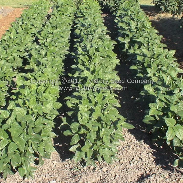 Fagiolino Dolico di Veneto Cowpea