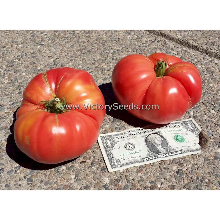 Anna Dutka Family Heirloom Tomato
