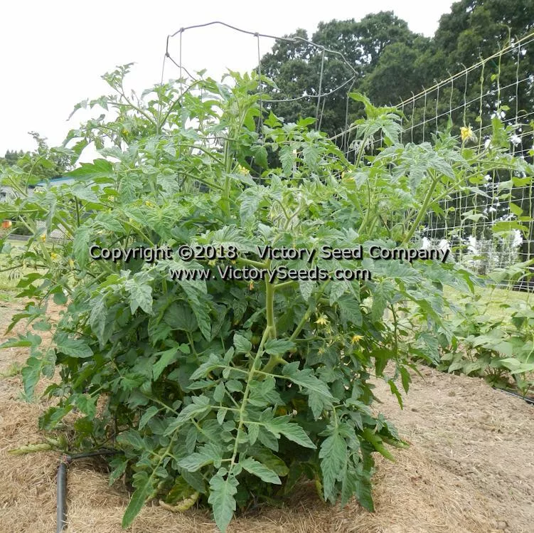 Bison Tomato