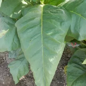 Pennsylvania Broadleaf Tobacco