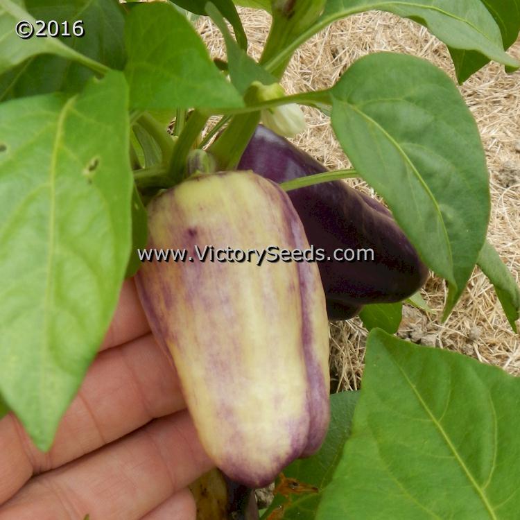 Carolina Amethyst Bell Pepper