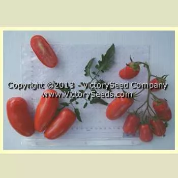 Oroma Tomato