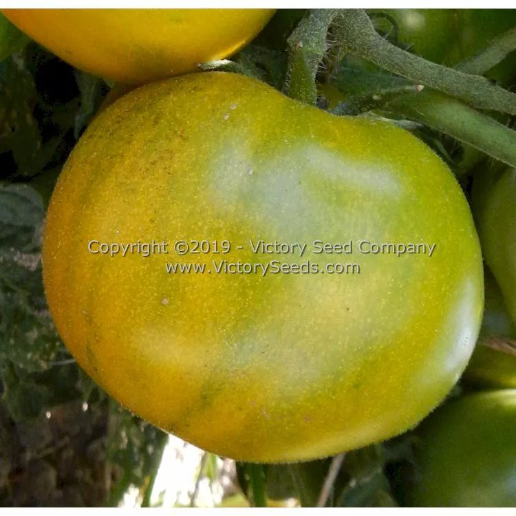 Dwarf Amy's Ohio Tomato
