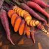 Cosmic Purple Carrot