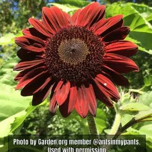 Chocolate Cherry Sunflower