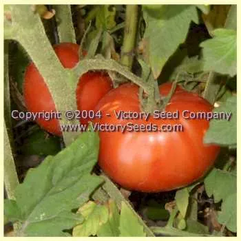 Special Turkish Tomato