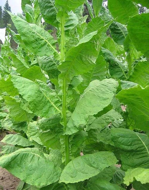 Connecticut Shade Tobacco