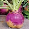 American Purple Top Rutabaga (Swede)