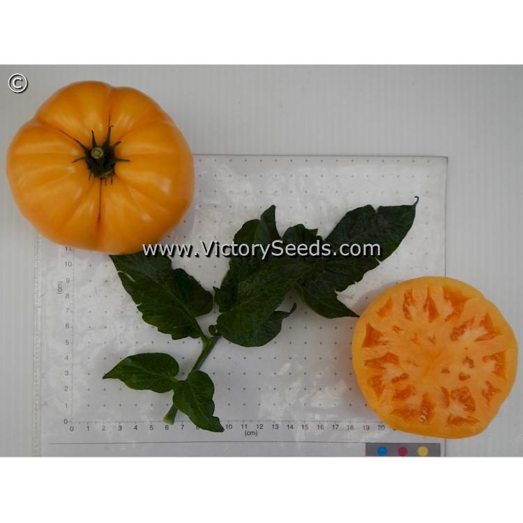 Dwarf Oriole Tomato