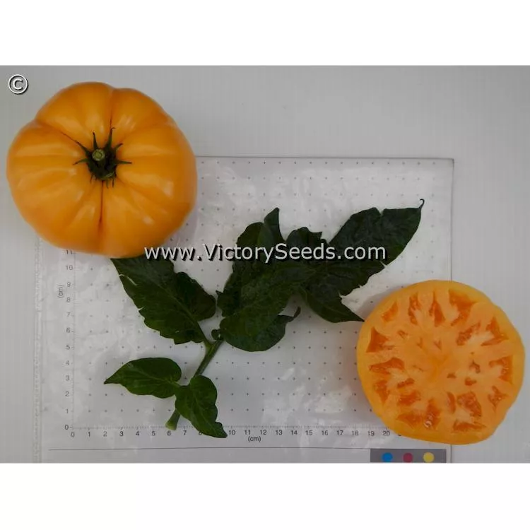 Dwarf Oriole Tomato