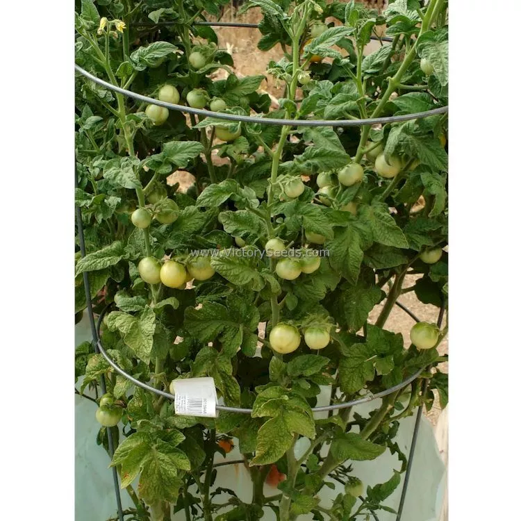 Dwarf Galen's Yellow Tomato
