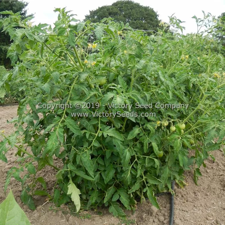 Kanora Tomato