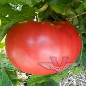 Dwarf Snakebite Tomato