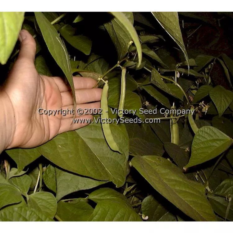 Valena Italian Pole Green Garden Bean