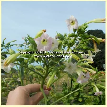 Xanthi Tobacco