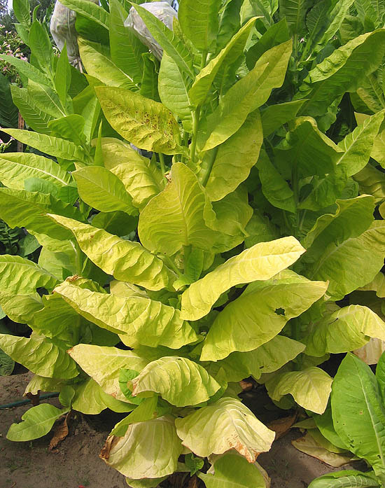 Shargo Tobacco