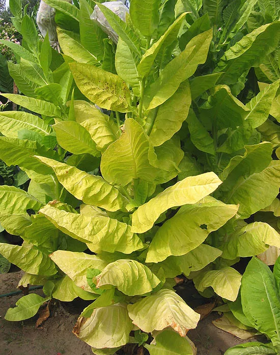 Shargo Tobacco