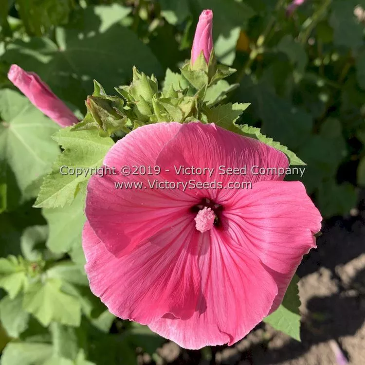 Tree Mallow