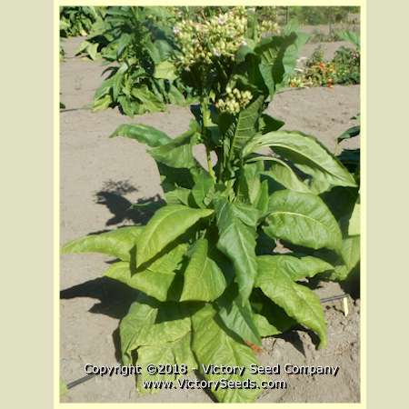 Moore Tobacco