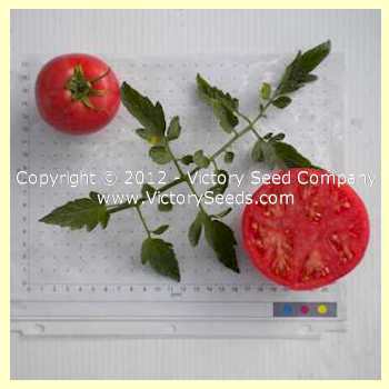 Marvelosa Tomato