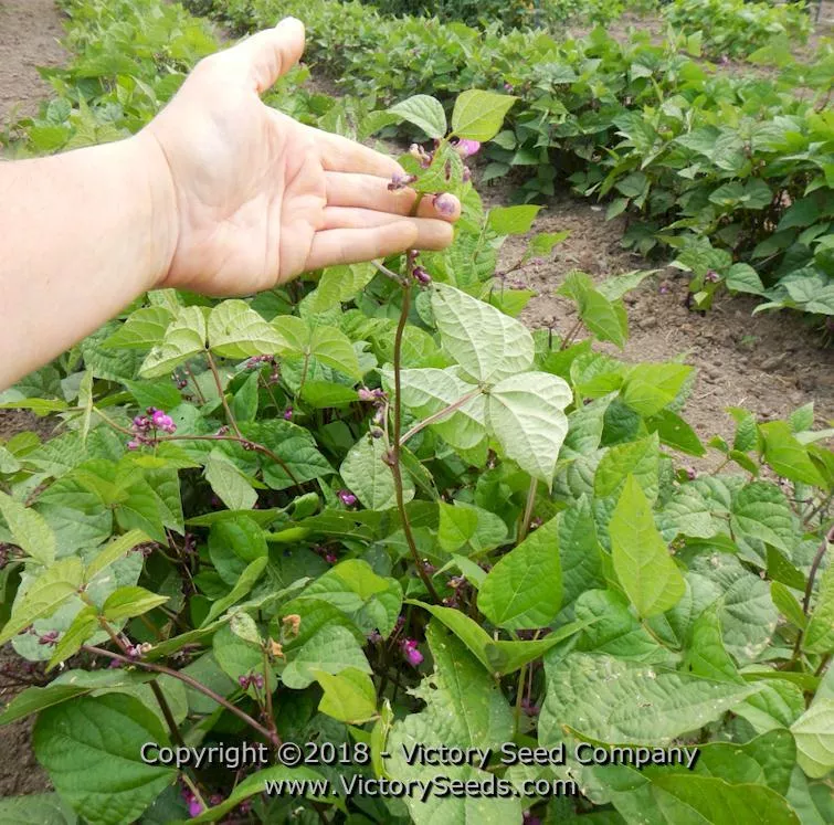 Purple Dove Bush Garden Bean