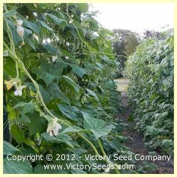 Potomac Pole Green Garden Bean