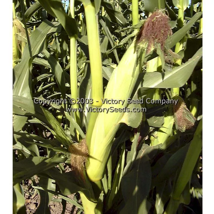 Sunshine Sweet Corn