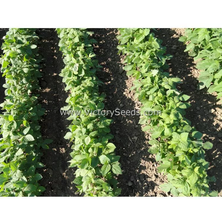 Hidatsa Soybean