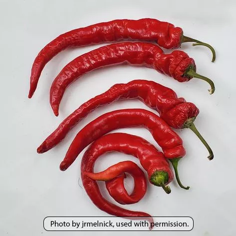 Jimmy Nardello Sweet Pepper