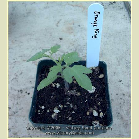 Orange King Tomato