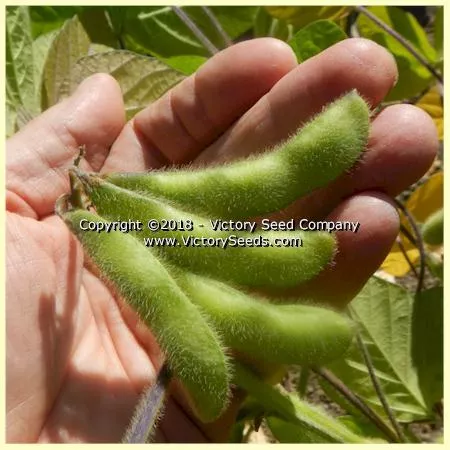 Midori Giant Soybean